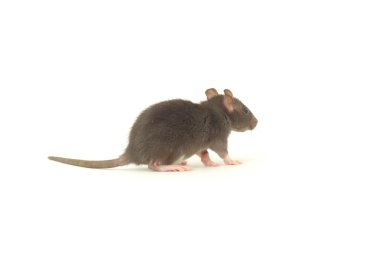 Les méthodes de prévention contre les rongeurs dans les habitations