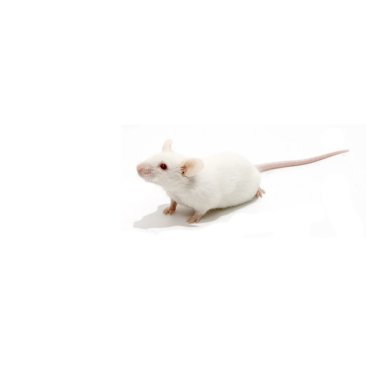 Comment les produits connectés changent la lutte contre les nuisibles