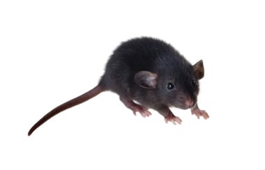Les meilleures pratiques pour prévenir les rats en milieu urbain