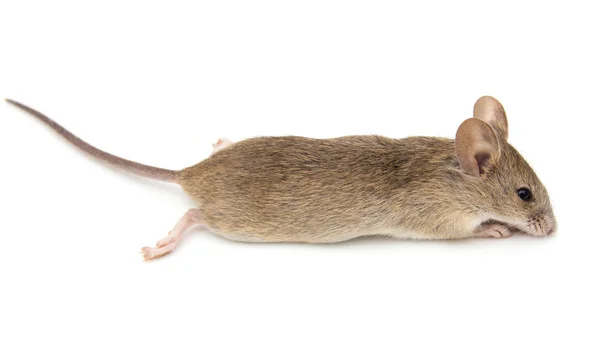 Comment désinsectiser un parc public
