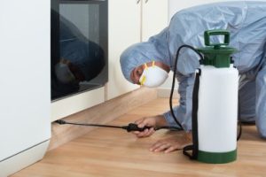 Les solutions pour traiter une infestation de puces sur les animaux domestiques