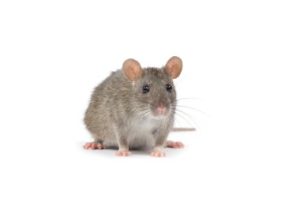 Les dangers des insectes pour les installations agricoles