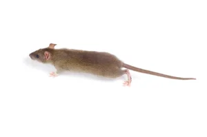Comment dératiser un bâtiment administratif