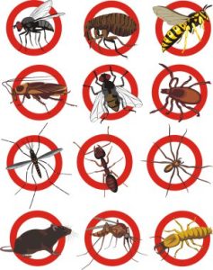 Les dangers des insectes pour les systèmes de ventilation