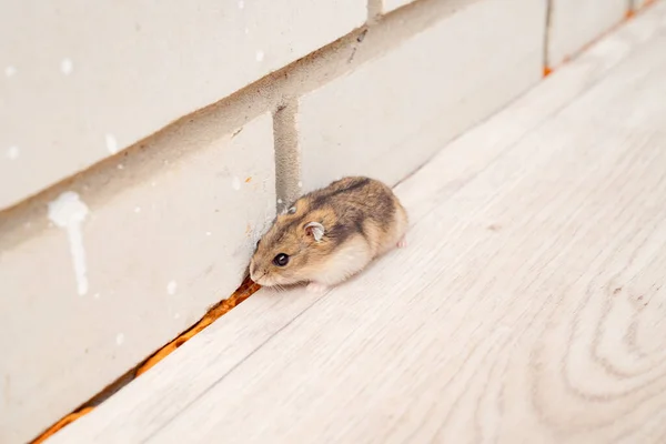 Comment prévenir l'invasion de rats en hiver