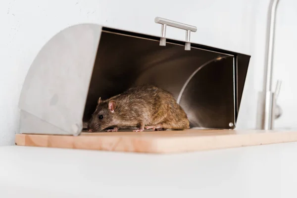 Comment éviter les rats dans une maison en rénovation
