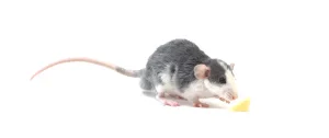 Les solutions pour dératiser une usine