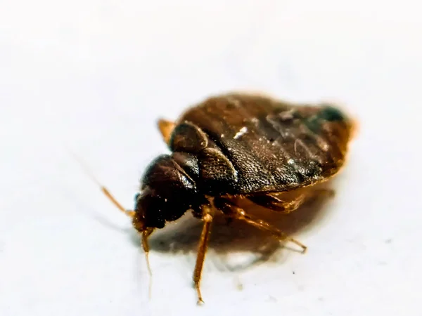 Les zones les plus à risque pour une infestation de punaises de lit