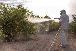 Les méthodes naturelles de dératisation sans produits chimiques