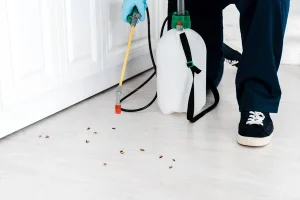 Dératisation quelle est la fréquence idéale pour éviter une infestation