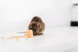 Comment faire face à une infestation de rats dans un restaurant