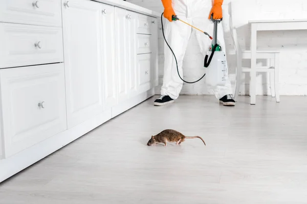Comment réussir une dératisation efficace chez soi