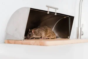 Dératisation comment sécuriser son garage contre les rats