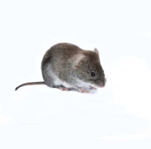 Comment prévenir les nuisibles dans les bâtiments commerciaux