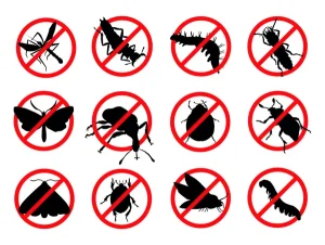 Les erreurs à éviter lors de la désinsectisation