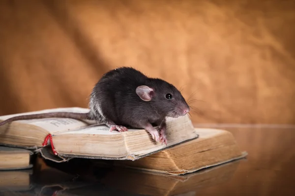 Comment se débarrasser des rats dans les bâtiments anciens