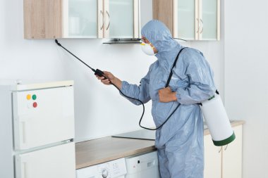 Les meilleures méthodes pour désinsectiser votre maison