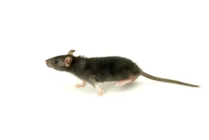 Les rats les plus difficiles à éradiquer