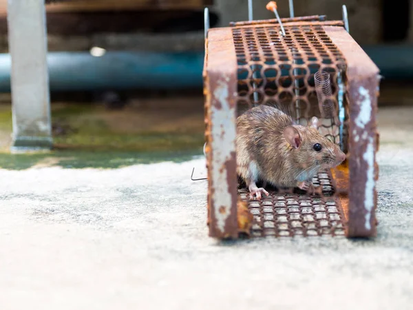 Comment détecter la présence de rats dans votre maison