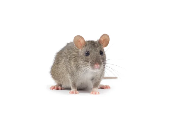 Les dangers des rats pour les équipements électroniques