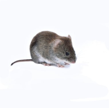 Les dangers des insectes pour les installations sportives