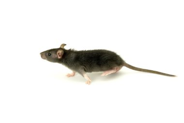 Les effets des rats sur les infrastructures