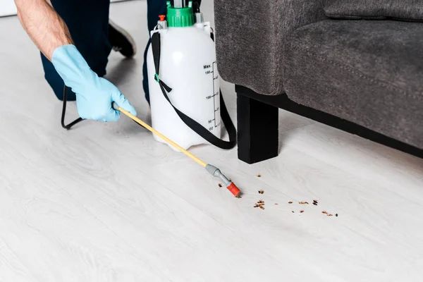 Dératisation maison les solutions pour se débarrasser des rats et souris