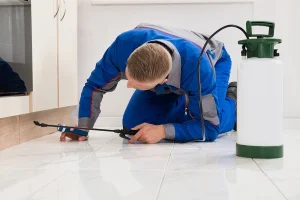 Comment dératiser un site de construction