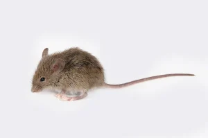 Les meilleures méthodes pour se débarrasser des bactéries et virus