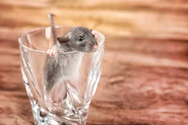 Comment repérer les lieux de passage des rats dans une maison
