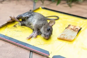 Comment prévenir une infestation de rats après une inondation