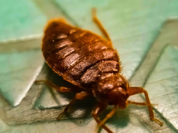 Les signes discrets d'une infestation de punaises de lit