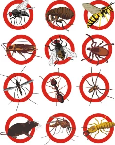 Comment prévenir une nouvelle infestation d’insectes