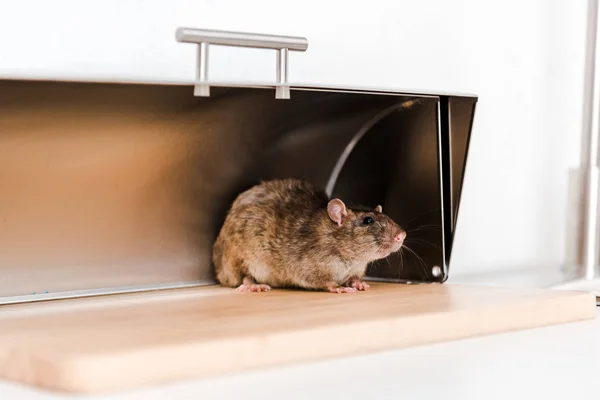 Les erreurs fréquentes à éviter lors d'une dératisation maison