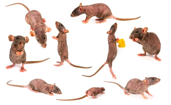 Comment éviter les rats dans les jardins potagers