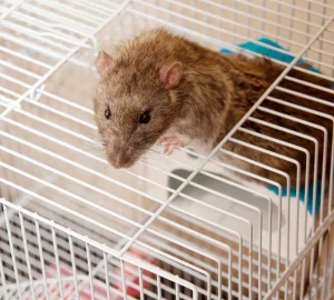 Comment choisir un piège à rat efficace et sans danger