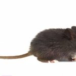 Comment prévenir les infestations de nuisibles dans les zones rurales