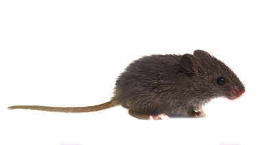 Comment prévenir les infestations de nuisibles dans les zones rurales